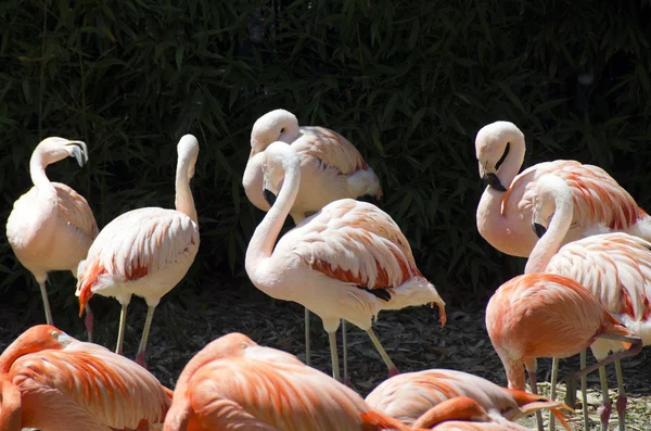 Pink and red flamingos