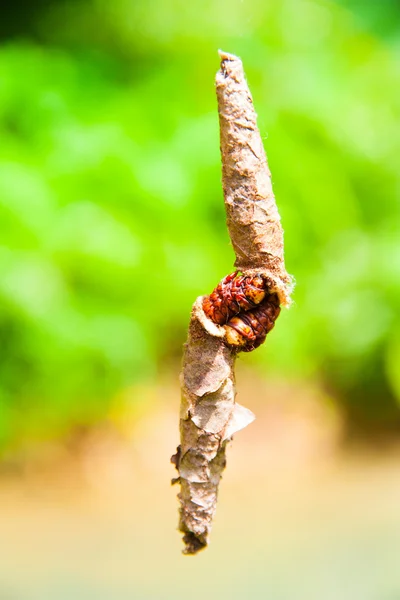 Worm pupae on green background
