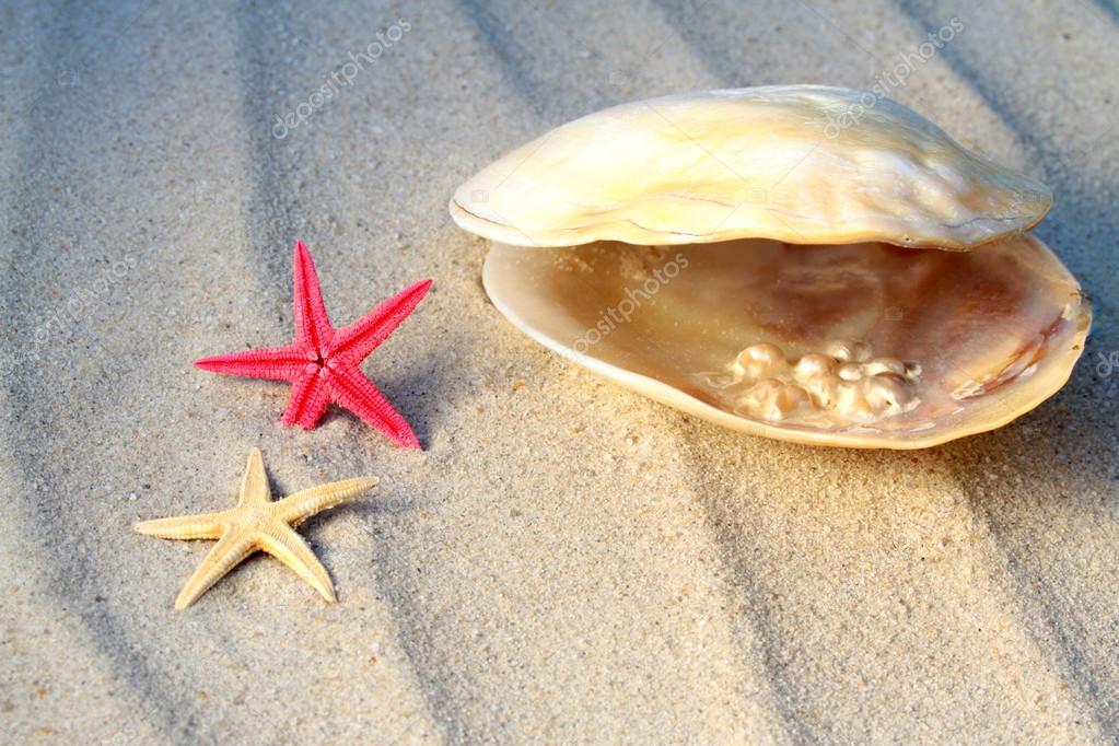 Perlas En Su Concha Perlas verdaderas, concha de mar y estrellas de mar — Foto de stock