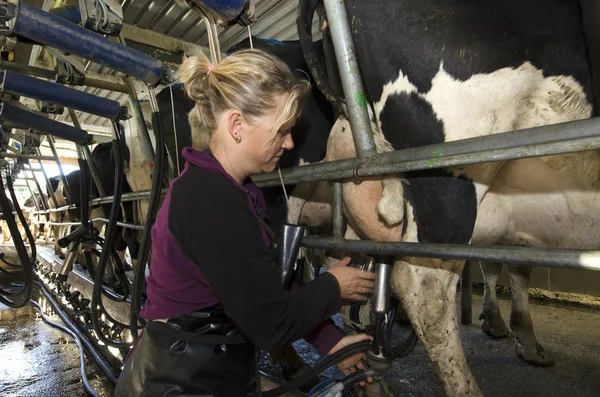 Milkman milks cows in milking facility