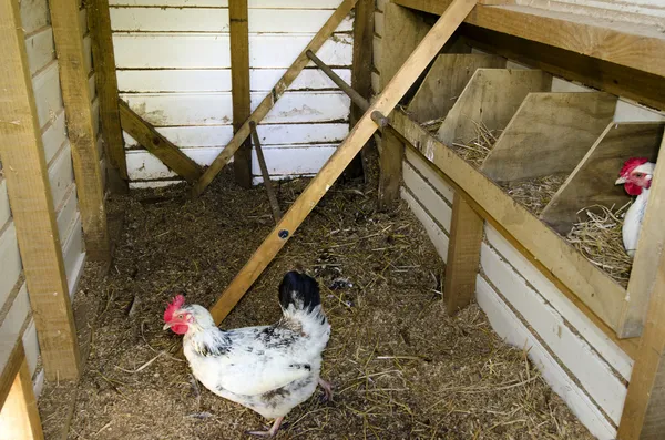 Chickens inside hen house