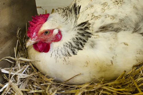 Chicken inside of a nesting box