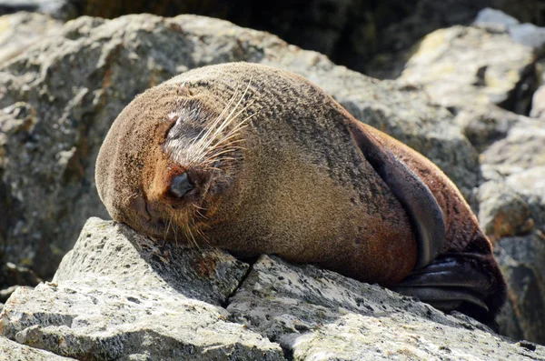 Fur seal - New Zealand wildlife