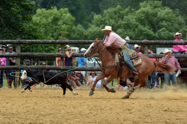 New Zealand Rodeo - Steer roping