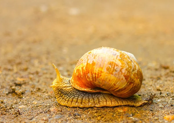 Outdoor close-up of brown snail moving on the ground