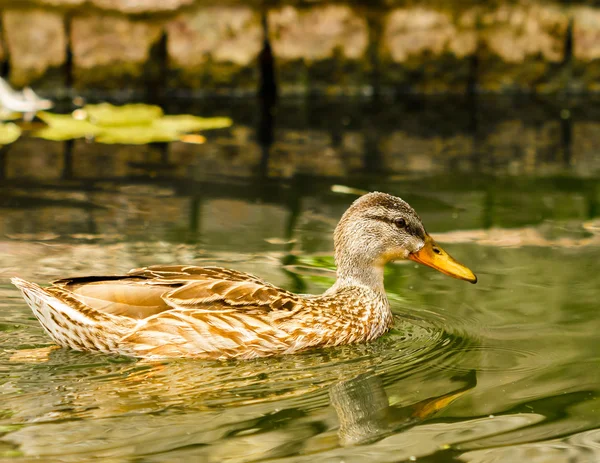 Brown duck floating on calm water