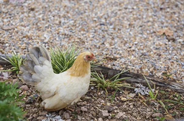 Hen finding food