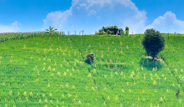 Landscape of the lined Green terraced rice and corn field