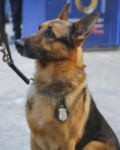 NYPD transit bureau K-9 German Shepherd providing security on Broadway during Super Bowl XLVIII week in Manhattan