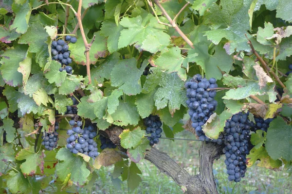 Ripe Wine Grapes On The Vine