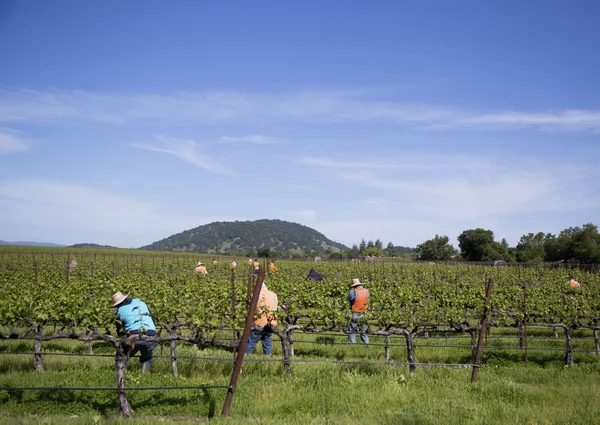 Workers pruning wine grapes in vineyard