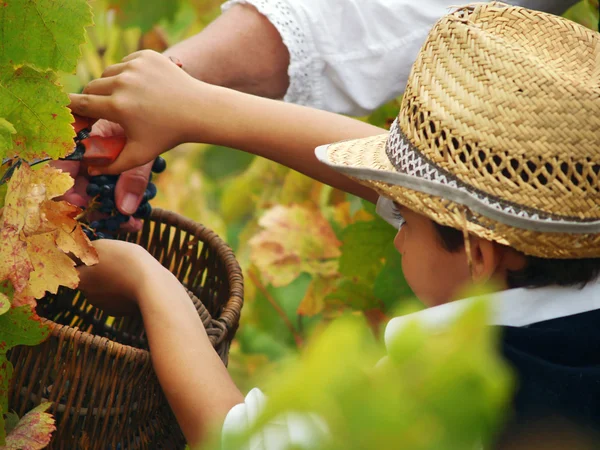Boy harvesting the grape