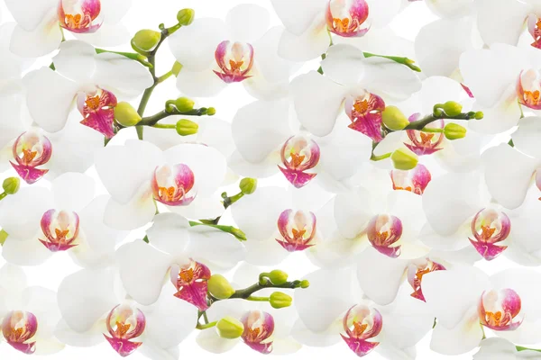 White orchid isolated, flower background