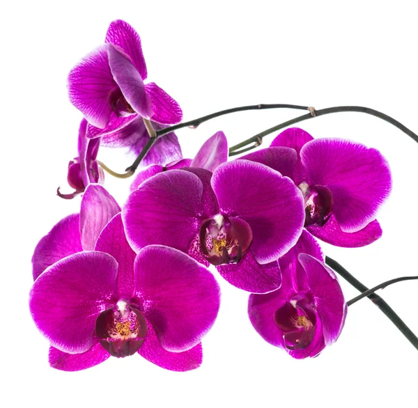 Blooming purple orchid isolated, background