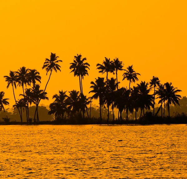 Silhouette of coconut palm trees at golden tropic sunset, Kerala