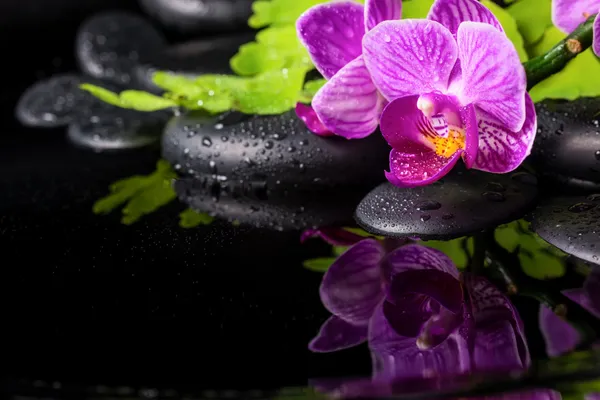 Beautiful spa setting of stripped lilac orchid (phalaenopsis), b