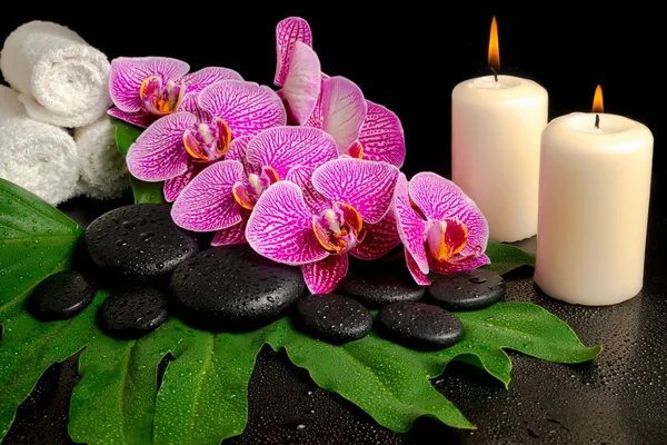 Spa set of blooming twig of stripped violet orchid (phalaenopsis