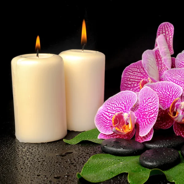 Spa setting of blooming twig violet orchid (phalaenopsis) on zen