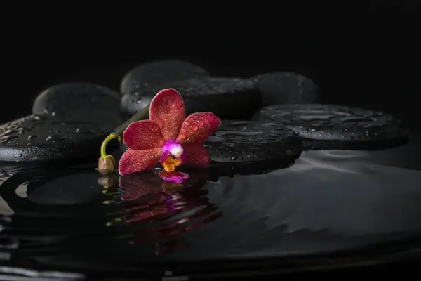 Spa concept  of dark purple orchid (phalaenopsis) with bud, zen