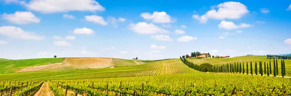 Panoramic view of scenic Tuscany landscape with vineyard in the Chianti region, Tuscany, Italy