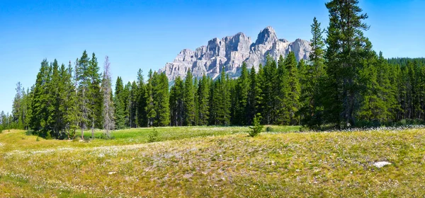 Panoramic view of beautiful landscape with field of flowers and Rocky Mountains in the background in Jasper National Park, Alberta, Canada