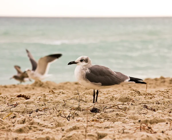 Bird on the beach