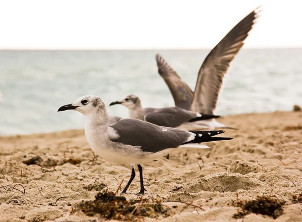 Bird on the beach