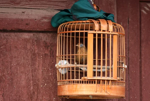 Bird locked in a wooden cage.
