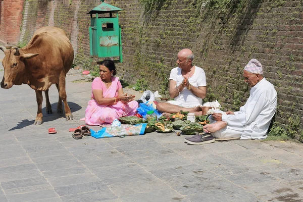 Bhatta priest-hindu faithfuls and cow. Pashupatinath temple-Deopatan-Kathmandu-Nepal. 0282