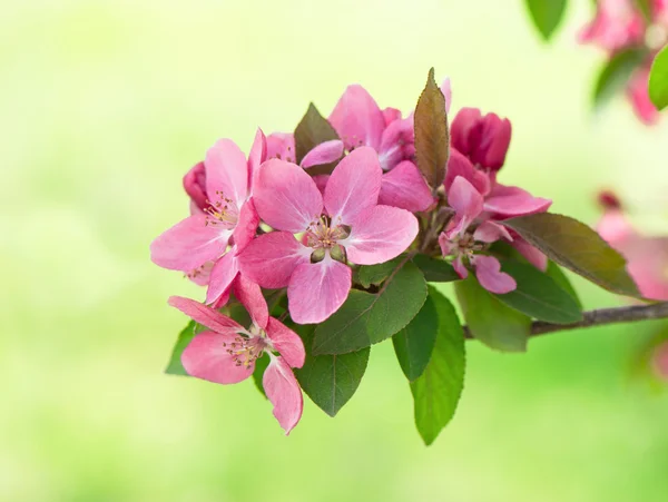 Beautiful pink blossoming of apple tree flowers