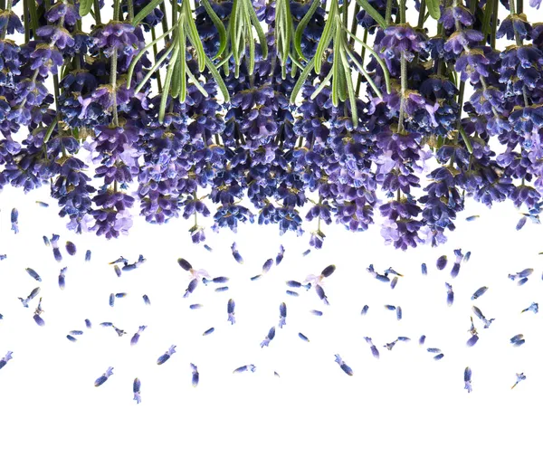 Bunch of fresh lavender flowers on white