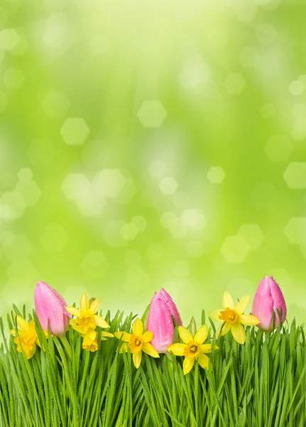 Fresh spring easter flowers. narcissus and tulips in grass