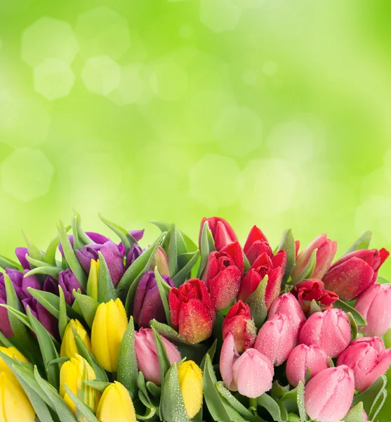 Multicolor tulips over blurred green background