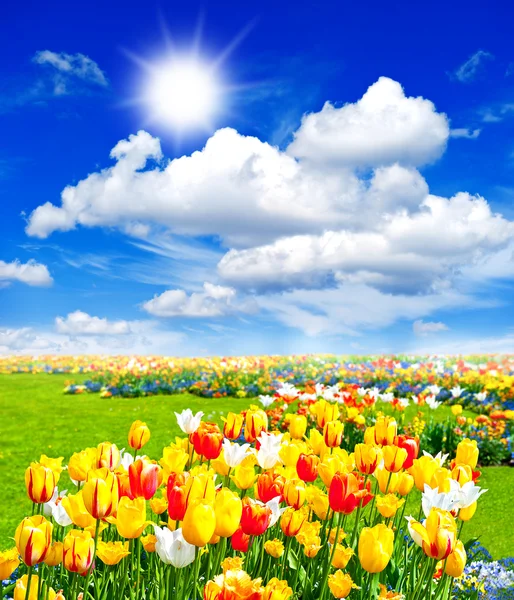 Tulip flowers field. spring landscape with sunny blue sky