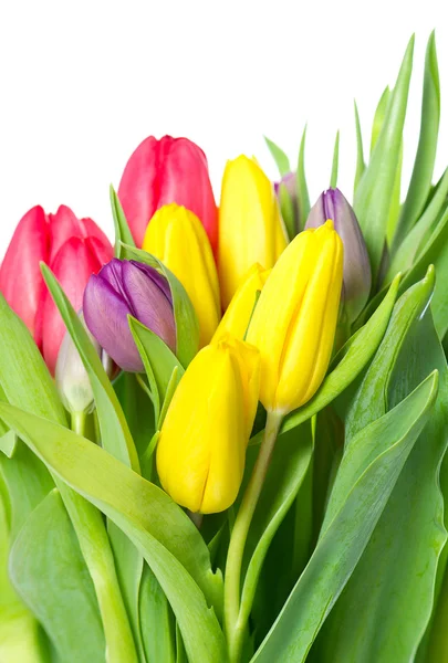 Bouquet of fresh spring tulip flowers