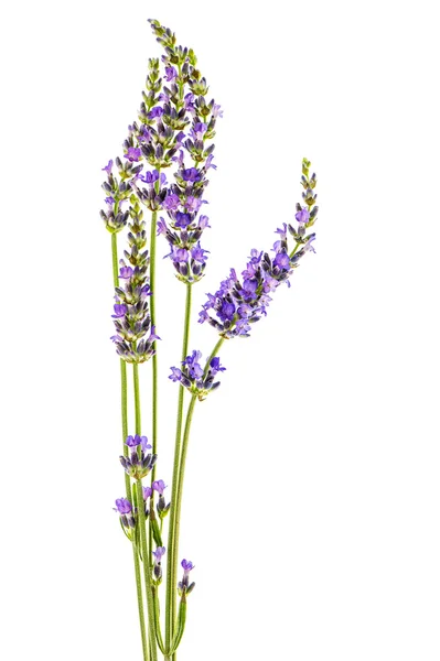 Lavender flowers isolated on white background