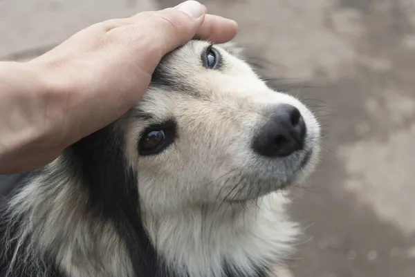 Human hand stroking the dog