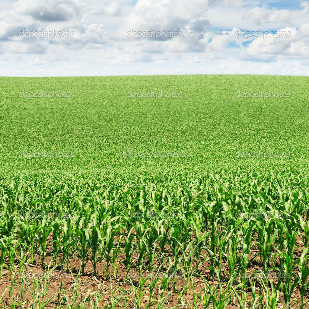 Corn field — Stock Photo © Alinamd 25019503