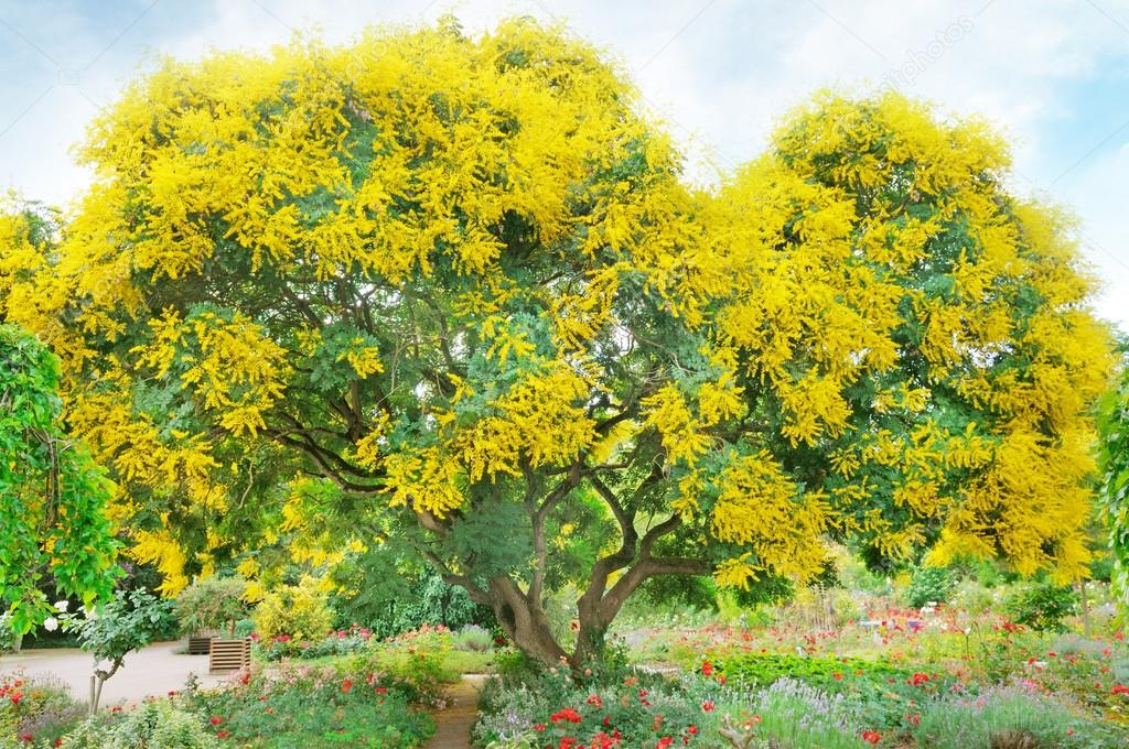 Baum mit gelben Blüten — Stockfoto 42575871