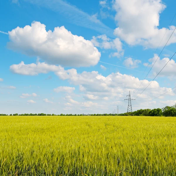 Wheat field, blue sky and power lines