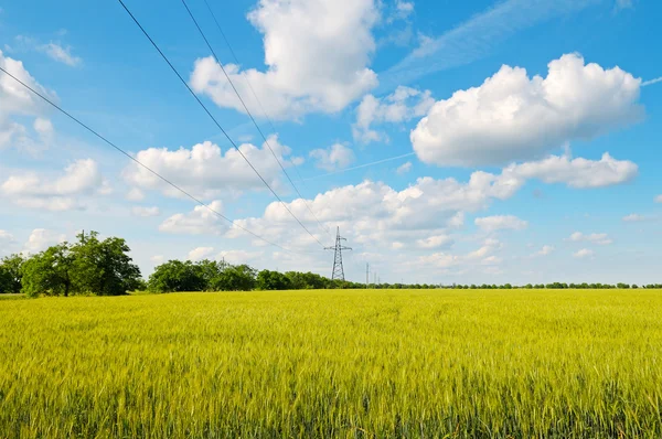 Wheat field, blue sky and power lines