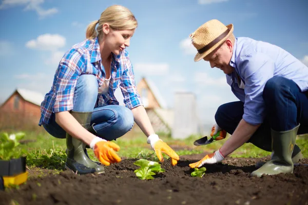 Seedling plants