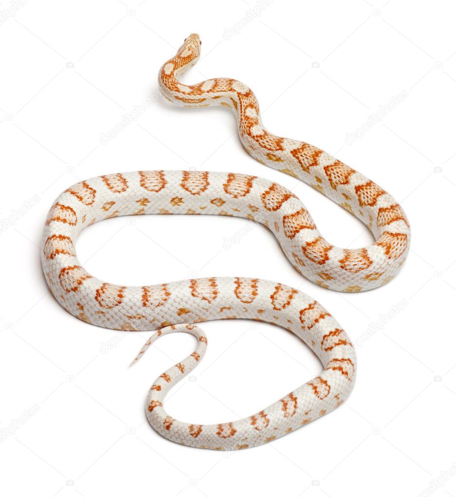 depositphotos_10905969-Candy-cane-Corn-Snake-or-Red-Rat-Snake-Pantherophis-guttatus-in-front-of-white-background.jpg