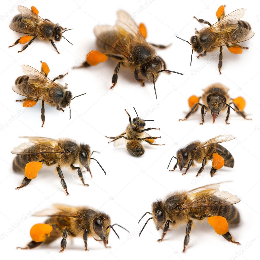 Composition of Western honey bees or European honey bees, Apis