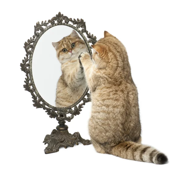 Golden shaded British shorthair, 7 months old, playing with mirror against white background