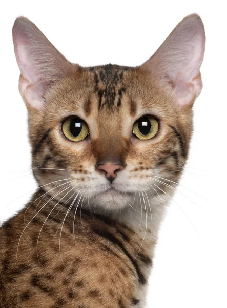 Close-up of Bengal cat, 7 months old, in front of white background