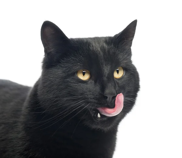 Close-up of a Black Cat licking, isolated on white, isolated on