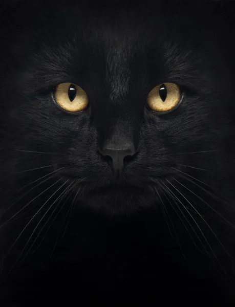 Close-up of a Black Cat looking at the camera, isolated on white