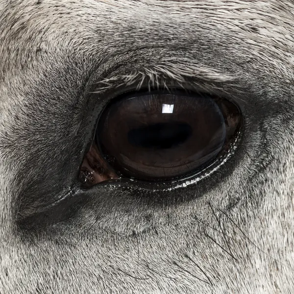 Close-up of an Andalusian eye, 7 years old, also known as the Pure Spanish Horse or PRE