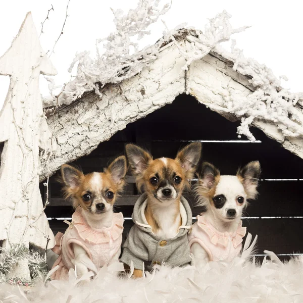 Chihuahuas dressed and sitting in front of Christmas nativity scene with Christmas tree and snow against white background